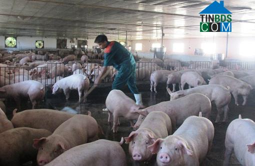 Hình ảnh Hồ Vương, Thanh Hóa