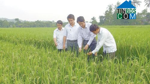 Hình ảnh Hóa Quỳ, Thanh Hóa