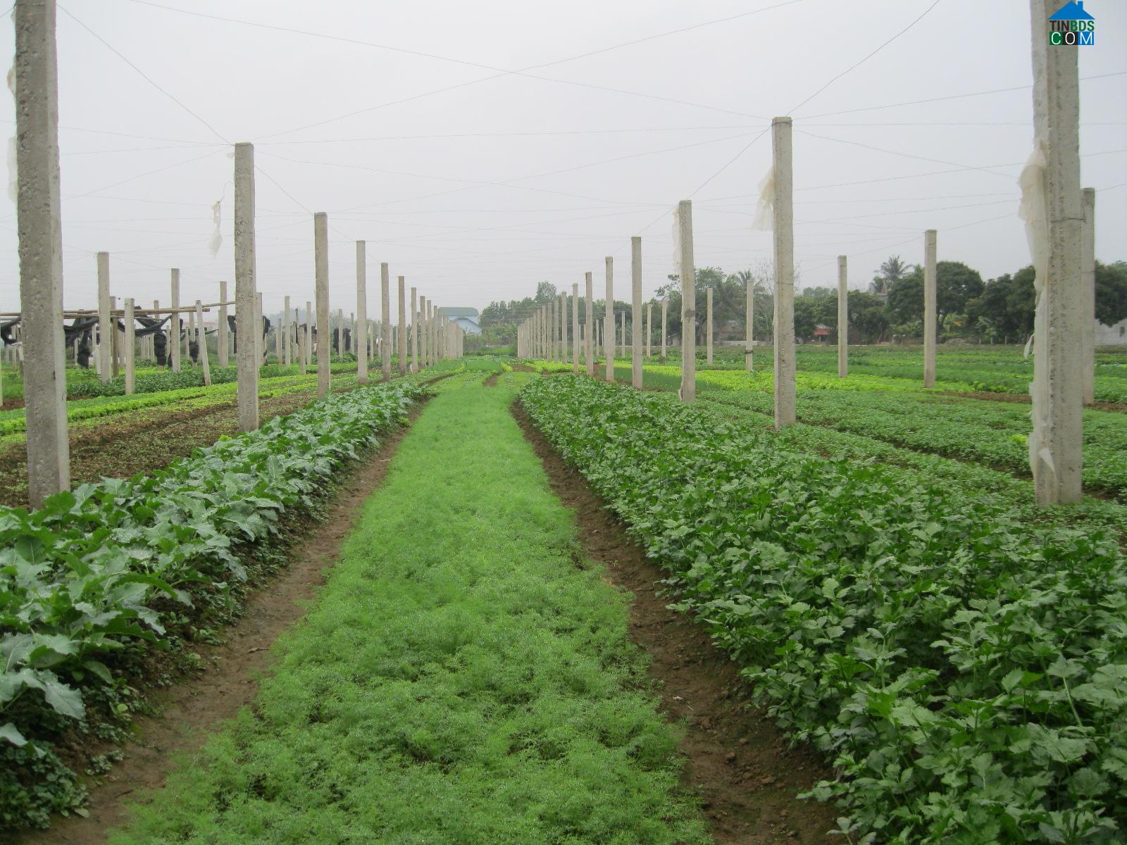 Hình ảnh Kim Tân, Thanh Hóa