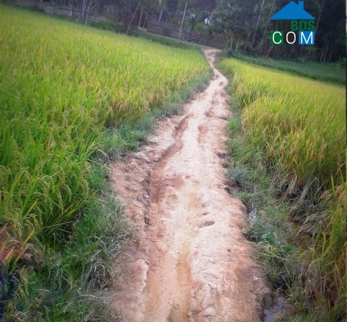 Hình ảnh Tân Thành, Thanh Hóa