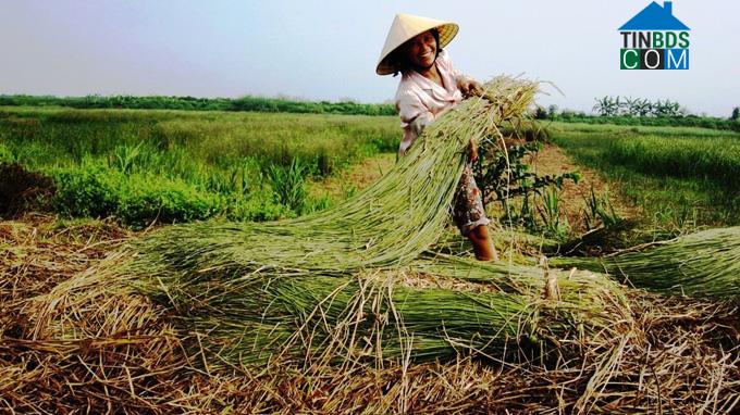 Hình ảnh Tân Tiến, Thanh Hóa