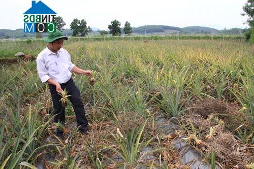 Hình ảnh Ngọc Liên, Thanh Hóa