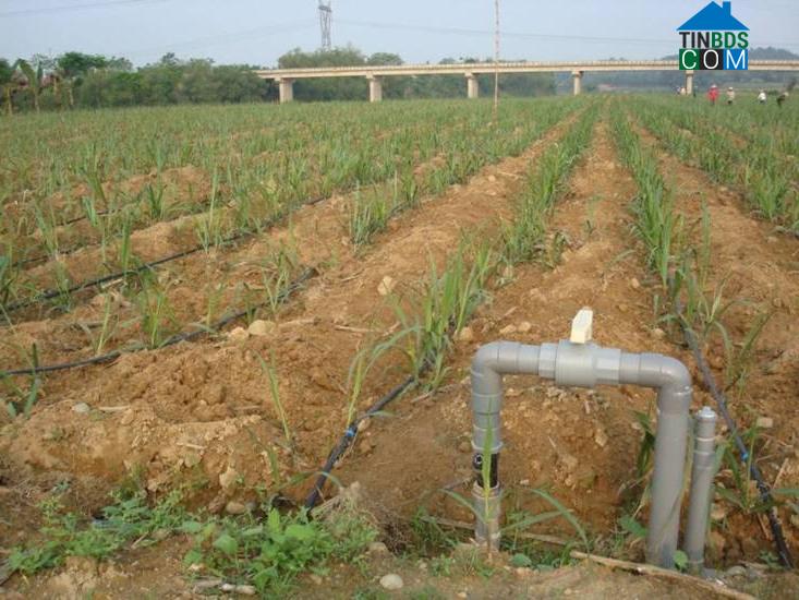 Hình ảnh Sao Vàng, Thanh Hóa