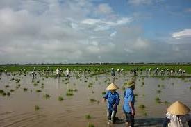 Hình ảnh Thọ Long, Thanh Hóa