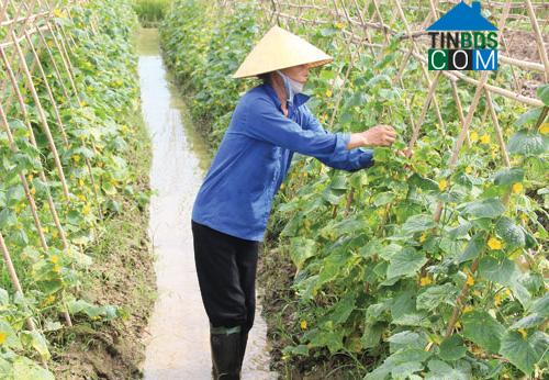 Hình ảnh Thiệu Toán, Thanh Hóa