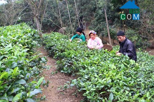 Hình ảnh Thọ Bình, Thanh Hóa