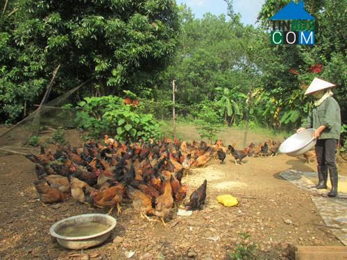 Hình ảnh Hà Trung, Thanh Hóa