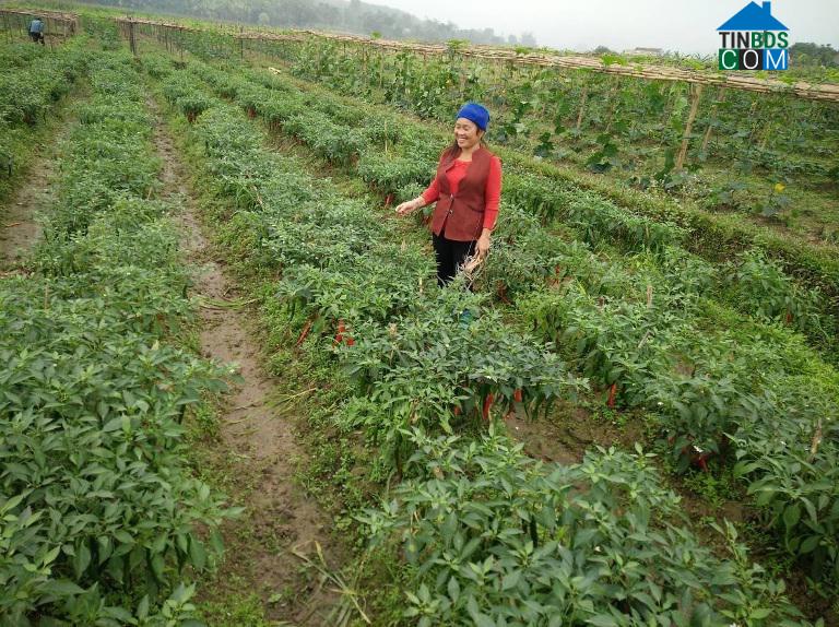 Hình ảnh Yên Thọ, Thanh Hóa