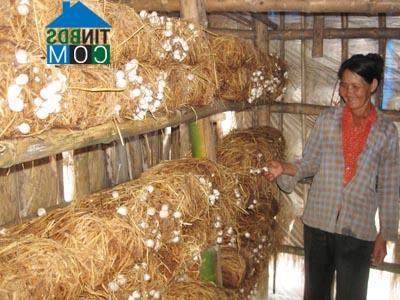 Hình ảnh Phú Hồ, Huế