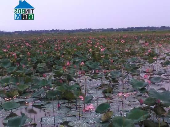 Hình ảnh Đan Điền, Huế