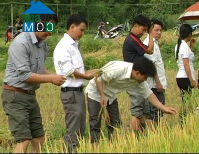 Hình ảnh Côn Lôn, Tuyên Quang