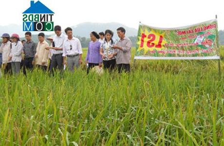 Hình ảnh Bình Ca, Tuyên Quang