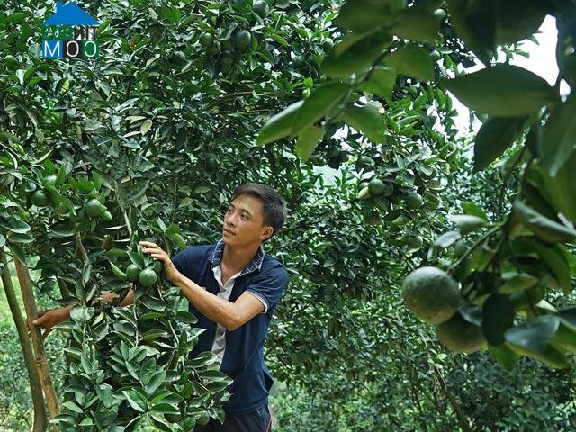 Hình ảnh Phù Lưu, Tuyên Quang