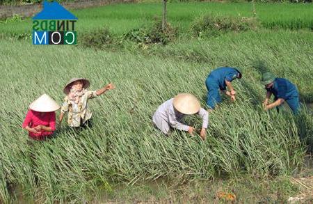 Hình ảnh Tân Thanh, Tuyên Quang