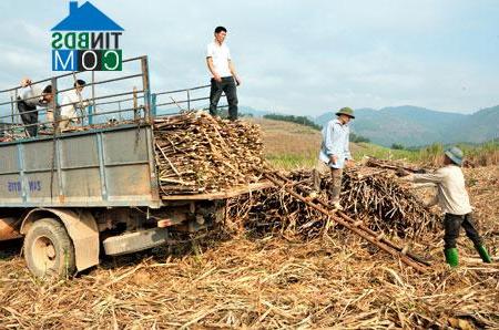 Hình ảnh Trường Sinh, Tuyên Quang