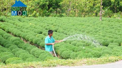 Hình ảnh Chợ Lách, Vĩnh Long