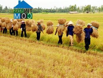 Hình ảnh Mỹ Chánh Hòa, Vĩnh Long