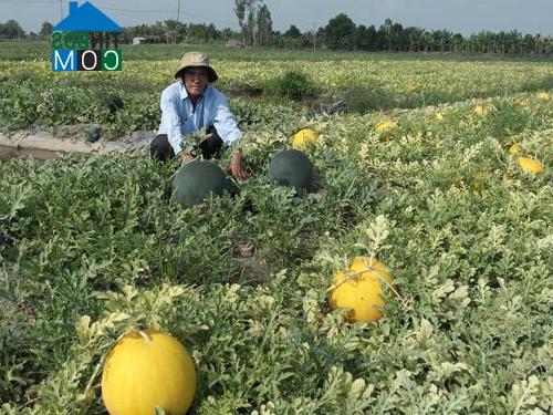 Hình ảnh Hùng Hoà, Vĩnh Long