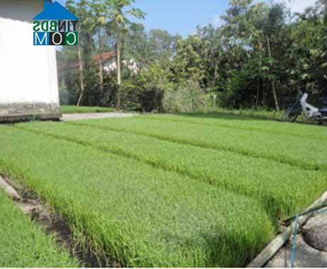 Hình ảnh Quới An, Vĩnh Long