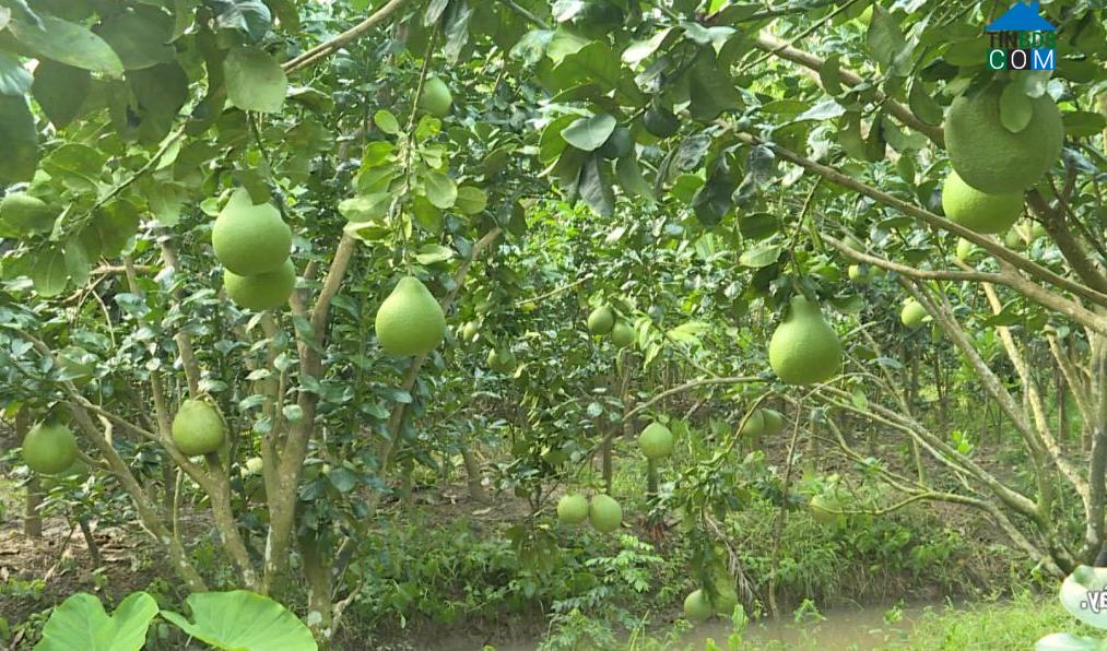 Hình ảnh Kế Sách, Cần Thơ