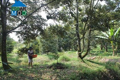 Hình ảnh Phong Điền, Cần Thơ