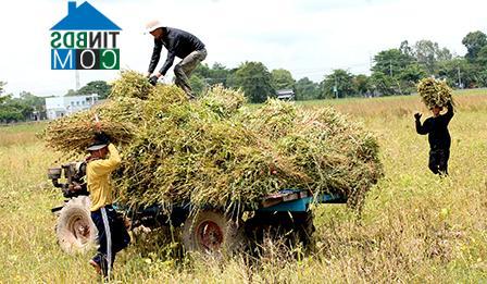 Hình ảnh Thới Long, Cần Thơ