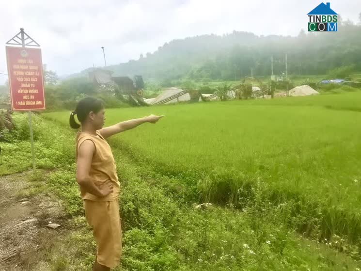 Hình ảnh Thông Nông, Cao Bằng