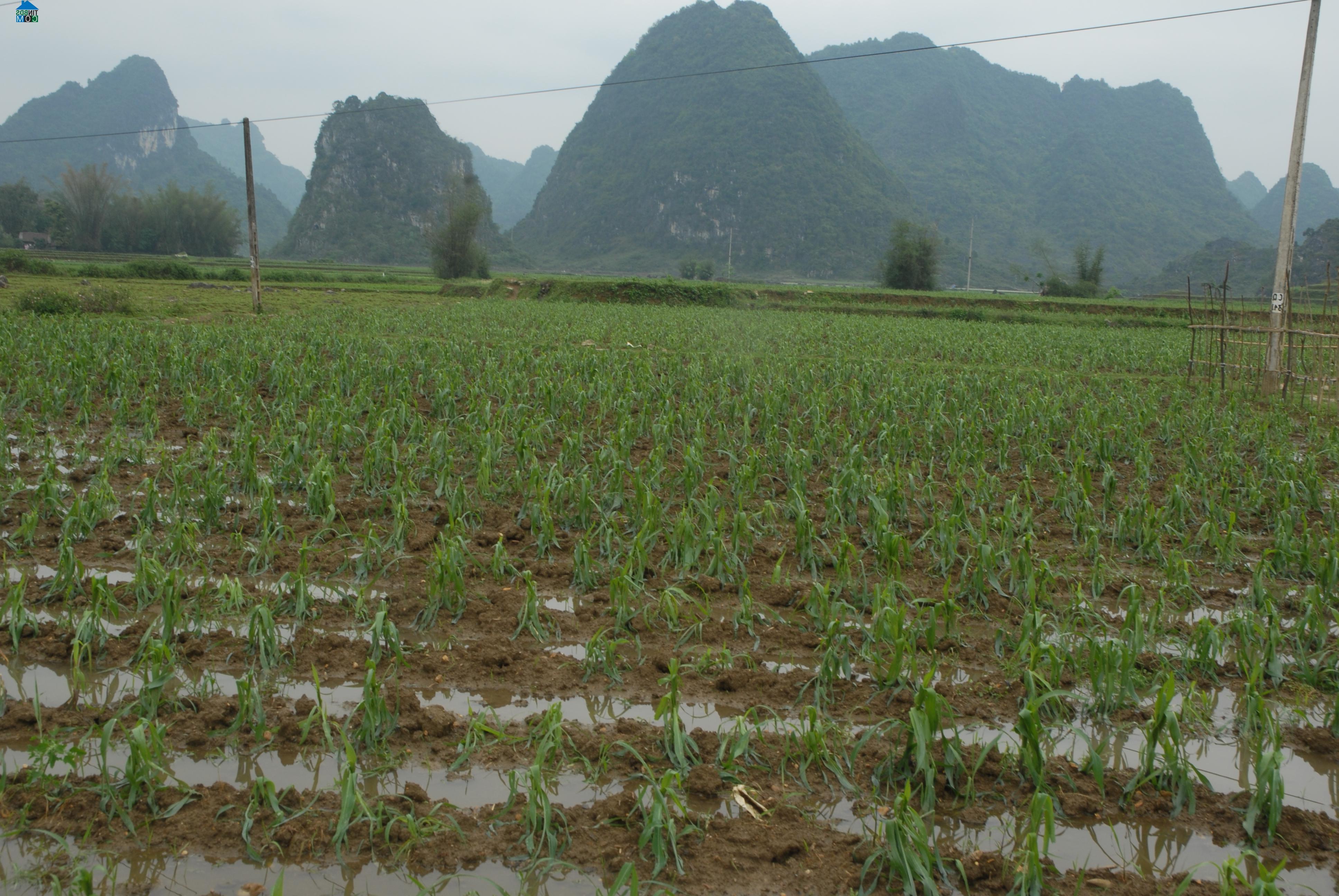 Hình ảnh Trùng Khánh, Cao Bằng