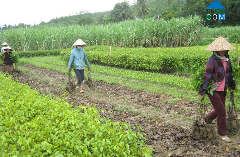 Hình ảnh Vân Hòa, Đắk Lắk