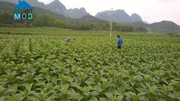 Hình ảnh Nam Tuấn, Cao Bằng