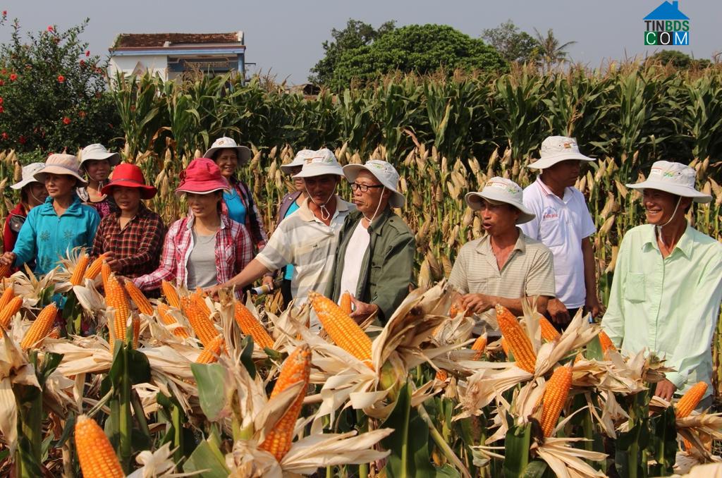 Hình ảnh Ea Kar, Đắk Lắk