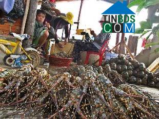 Hình ảnh Sông Cầu, Đắk Lắk