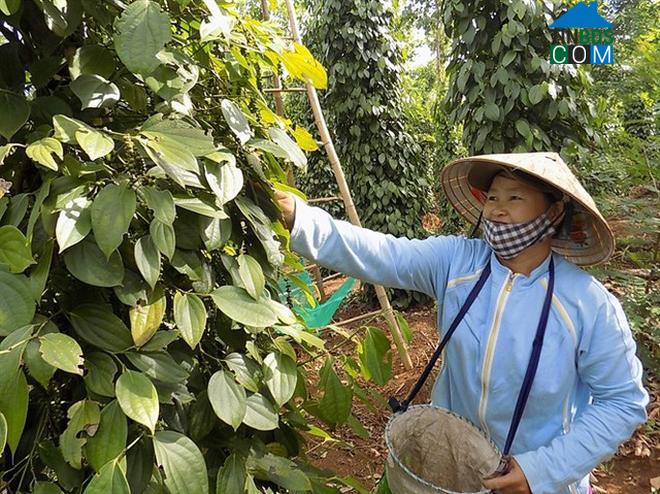 Hình ảnh Sơn Thành, Đắk Lắk