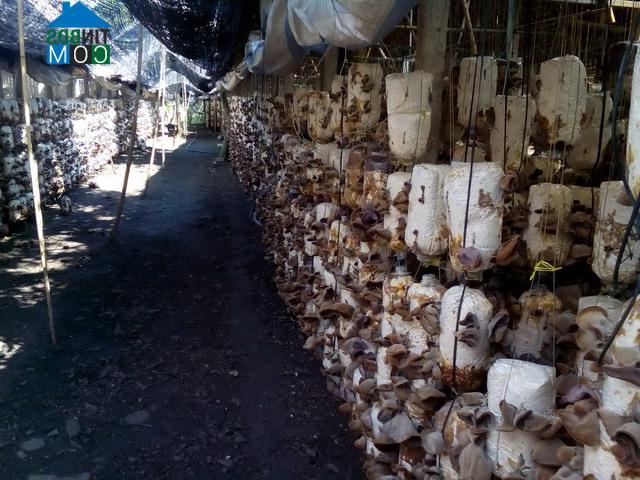 Hình ảnh Long Khánh, Đồng Nai