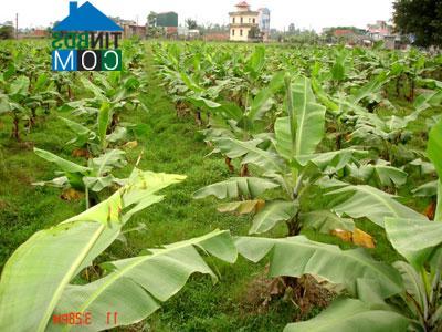 Hình ảnh Ngọc Hồi, Hà Nội