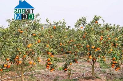 Hình ảnh Dương Hòa, Hà Nội