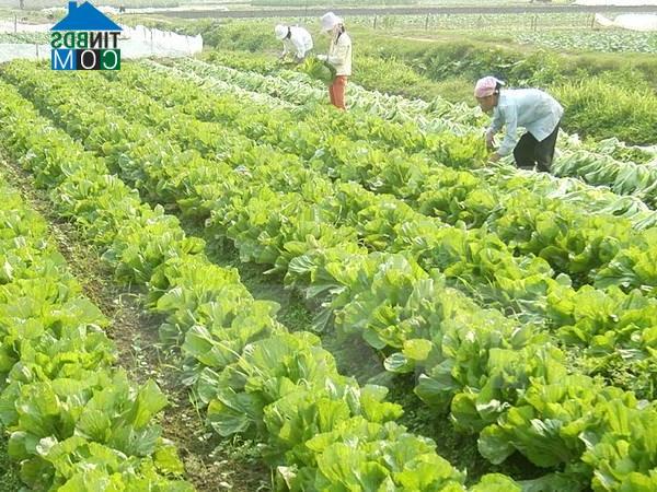 Hình ảnh Thiên Lộc, Hà Nội