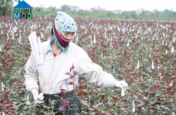 Hình ảnh Mê Linh, Hà Nội