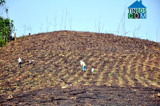 Hình ảnh Tam Mỹ, Đà Nẵng