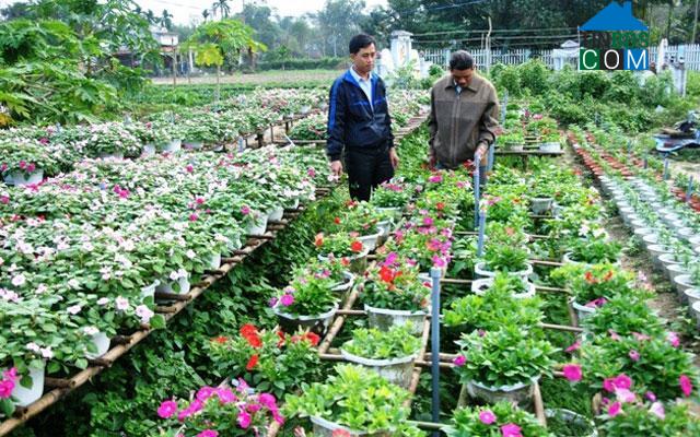 Hình ảnh Hương Trà, Đà Nẵng