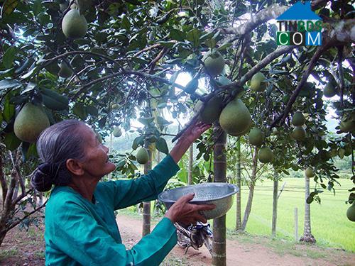 Hình ảnh Lãnh Ngọc, Đà Nẵng