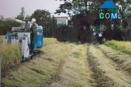 Hình ảnh Tây Hồ, Đà Nẵng