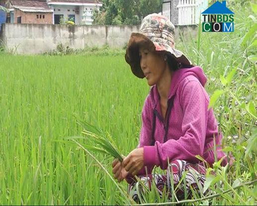 Hình ảnh Thăng Bình, Đà Nẵng