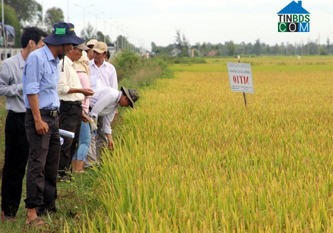 Hình ảnh Thăng Điền, Đà Nẵng