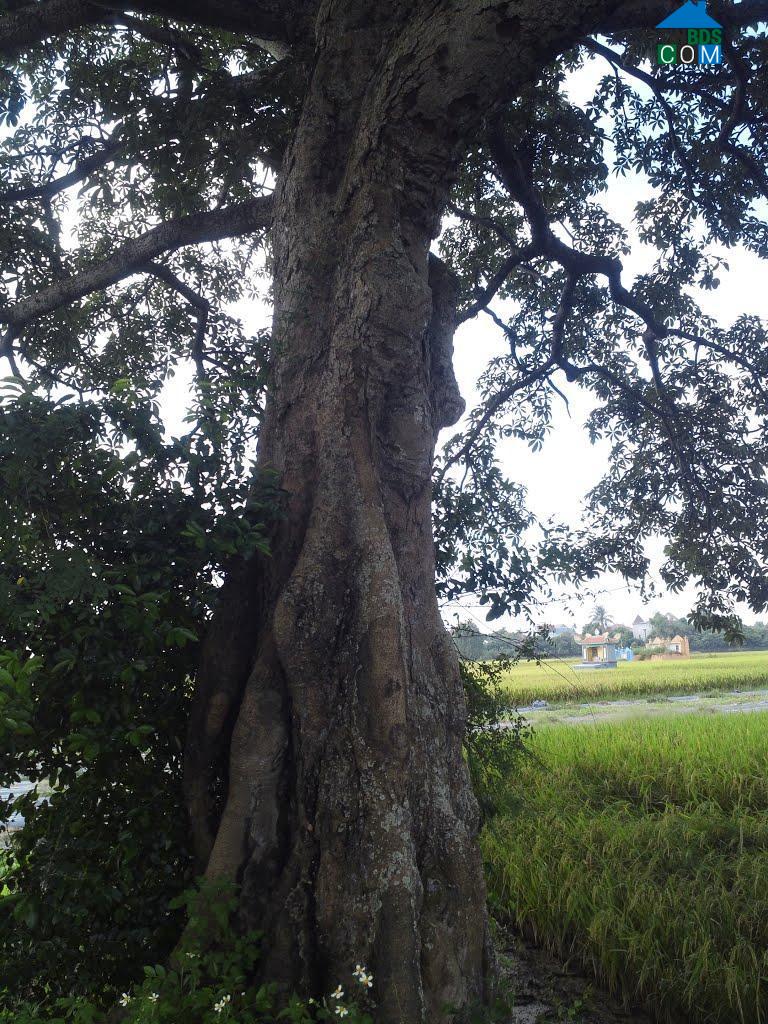 Hình ảnh Trần Liễu, Hải Phòng