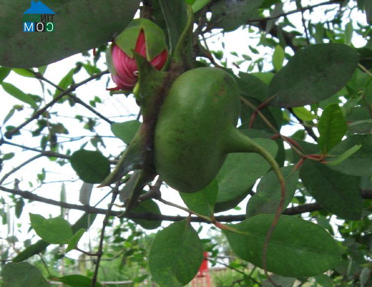 Hình ảnh Định Hòa, An Giang