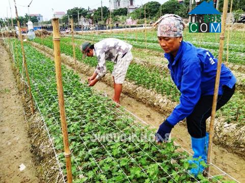 Hình ảnh An Thành, Hải Phòng