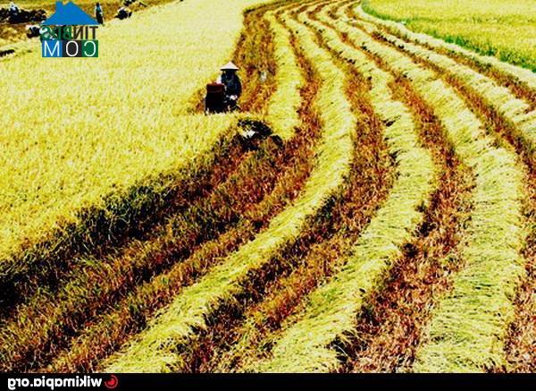 Hình ảnh Giồng Riềng, An Giang