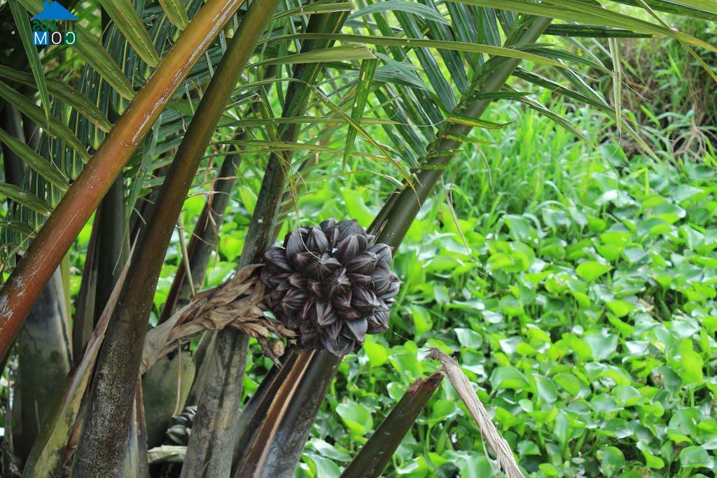 Hình ảnh Gò Quao, An Giang