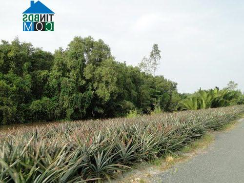 Hình ảnh Vĩnh Tuy, An Giang